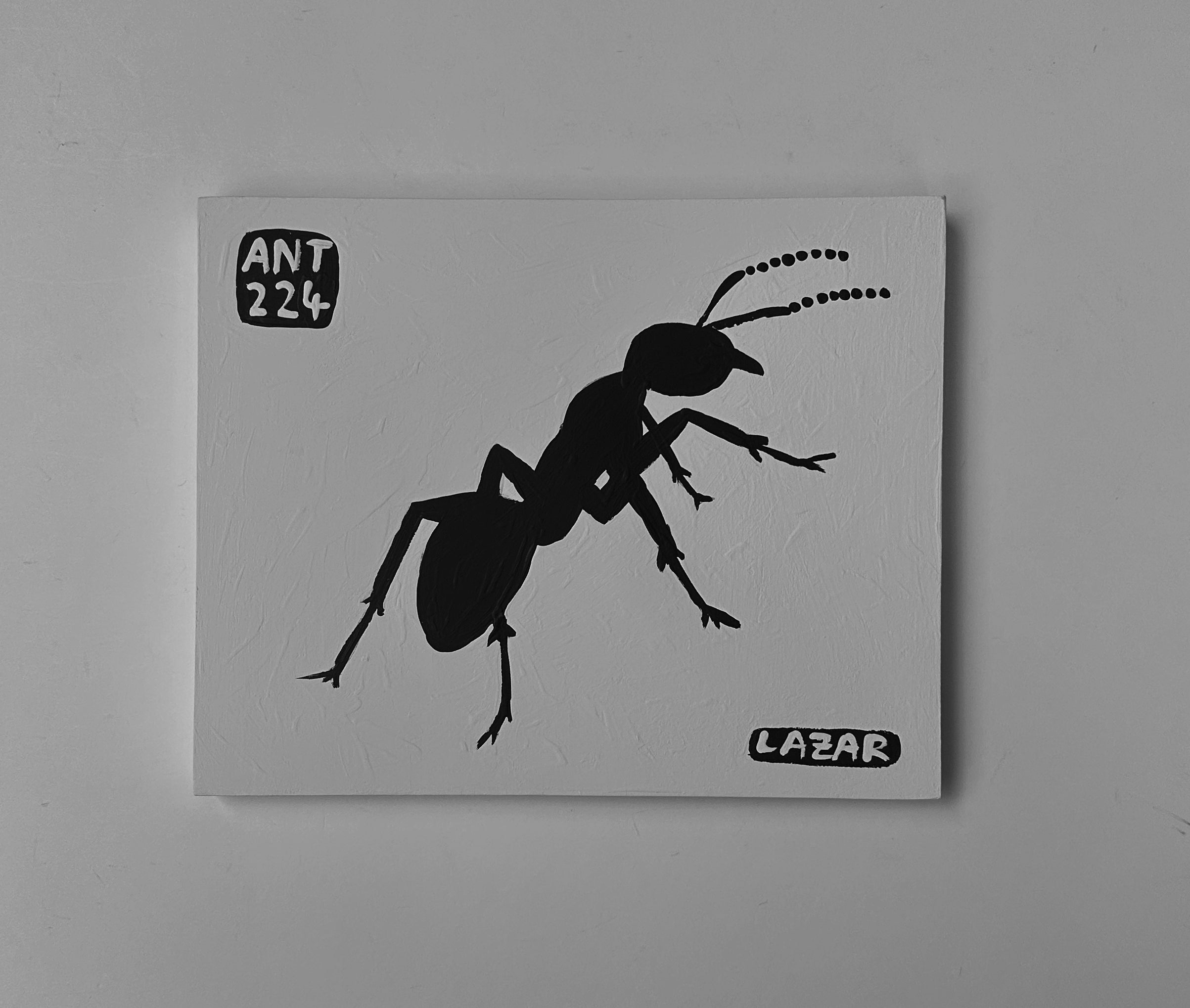 Ant #224