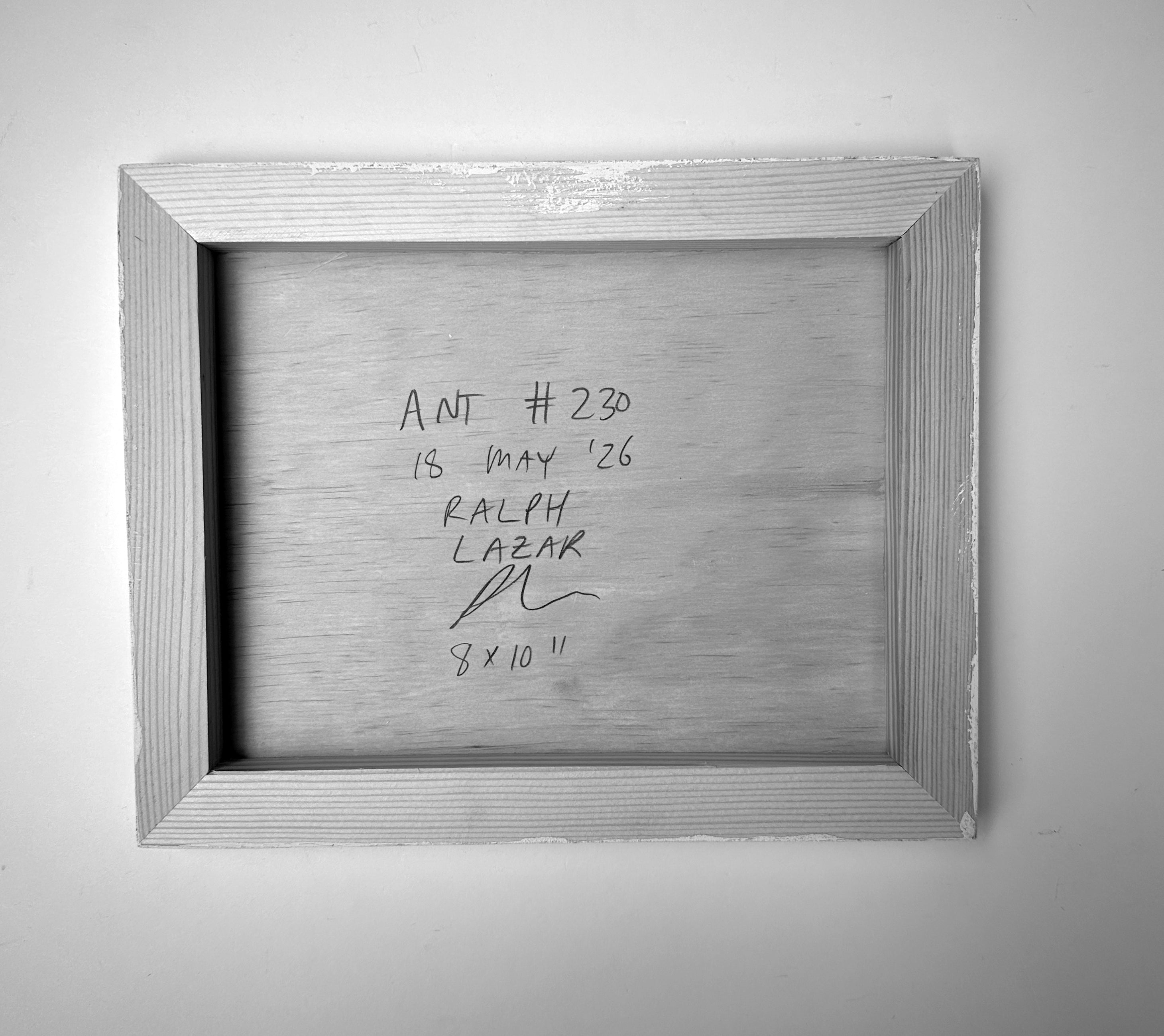 Ant #230