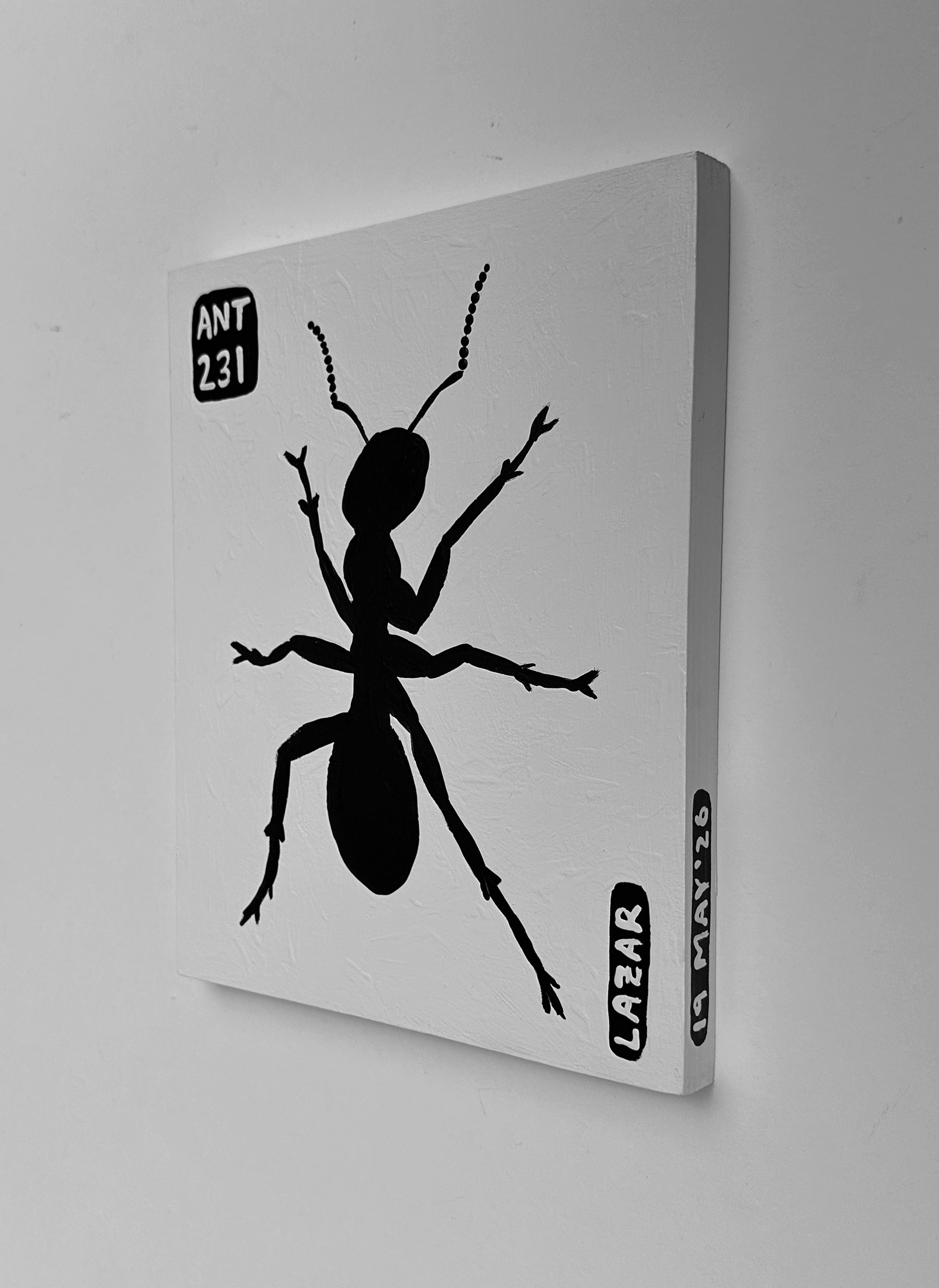 Ant #231