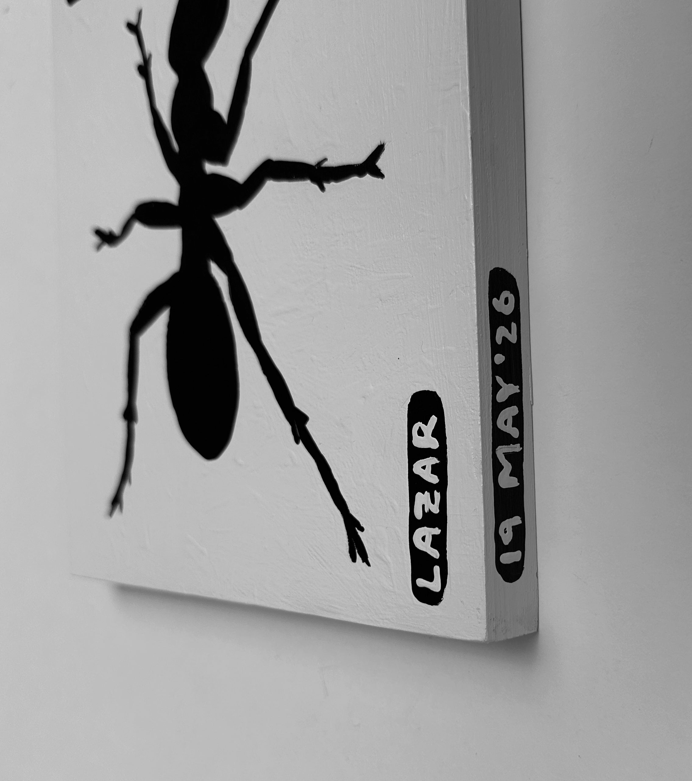 Ant #231