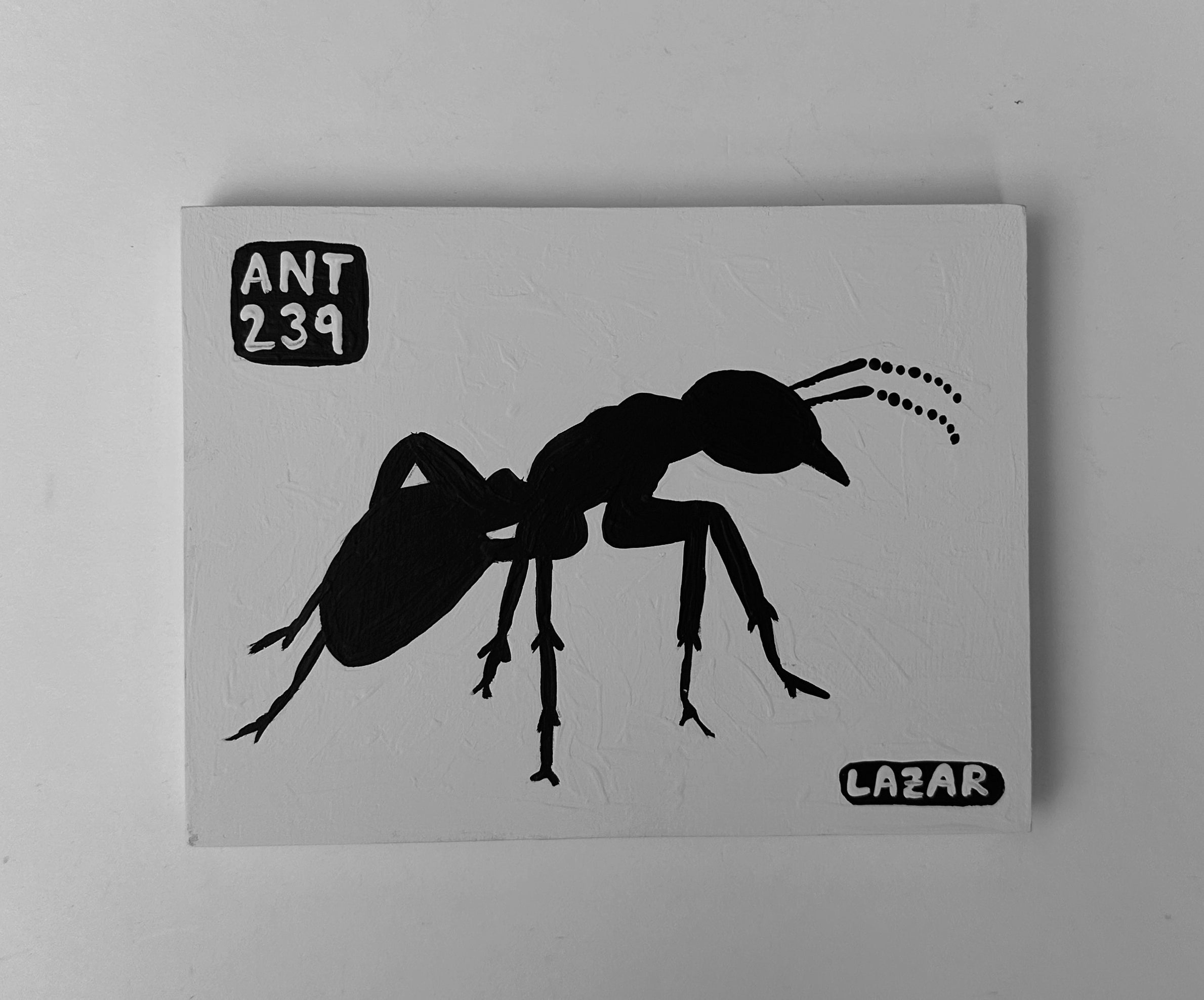 Ant #239
