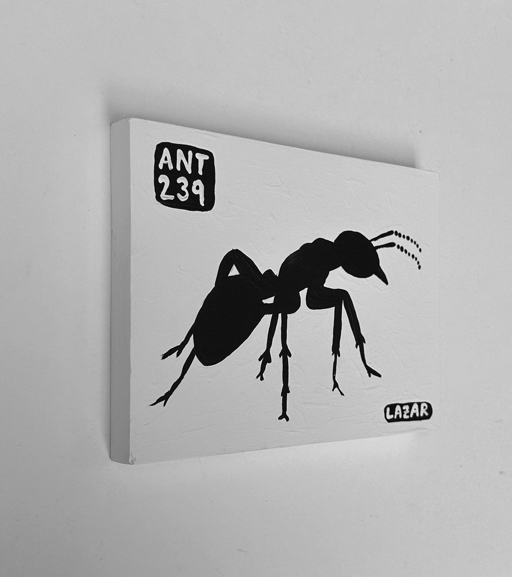 Ant #239