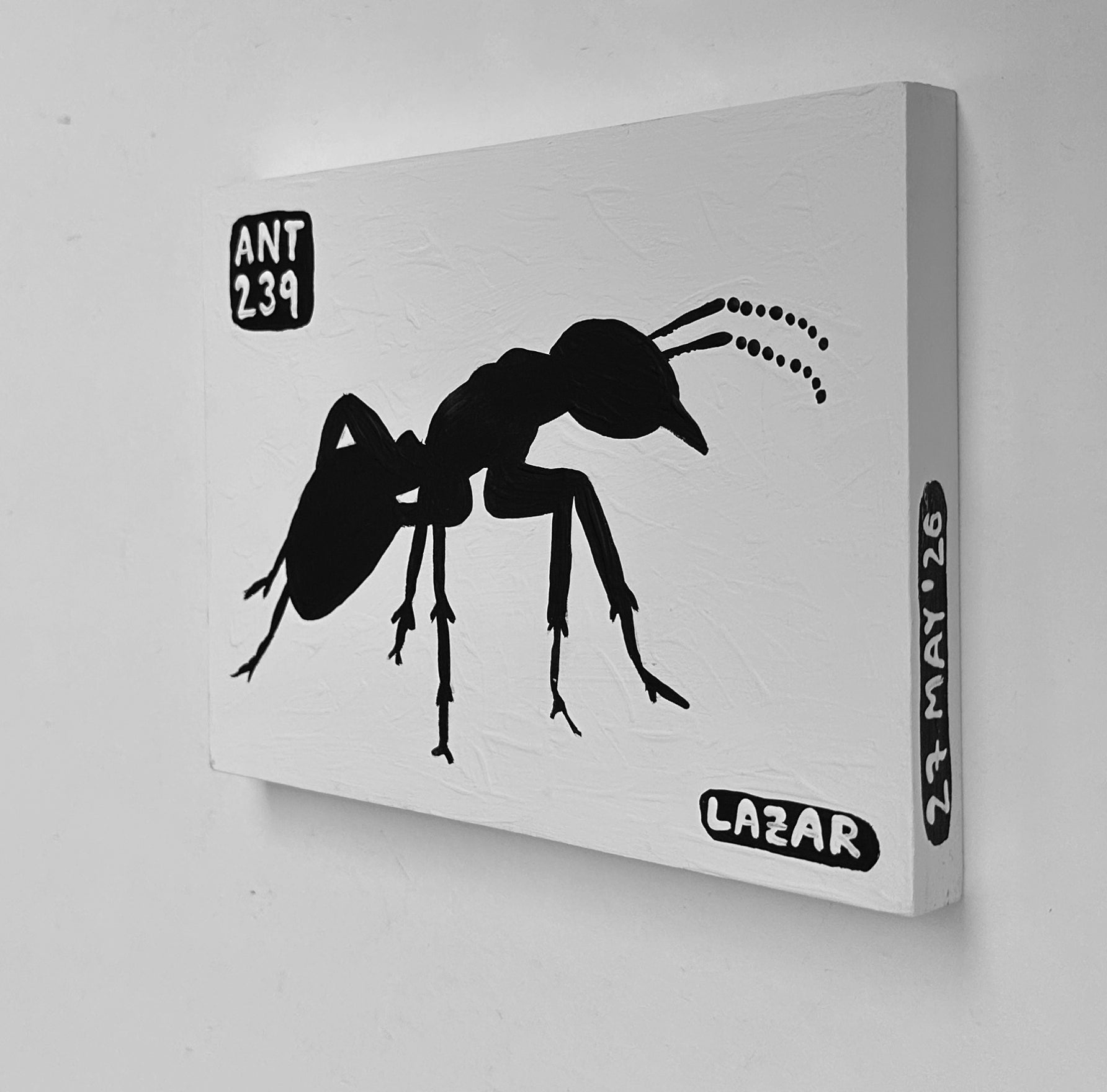 Ant #239