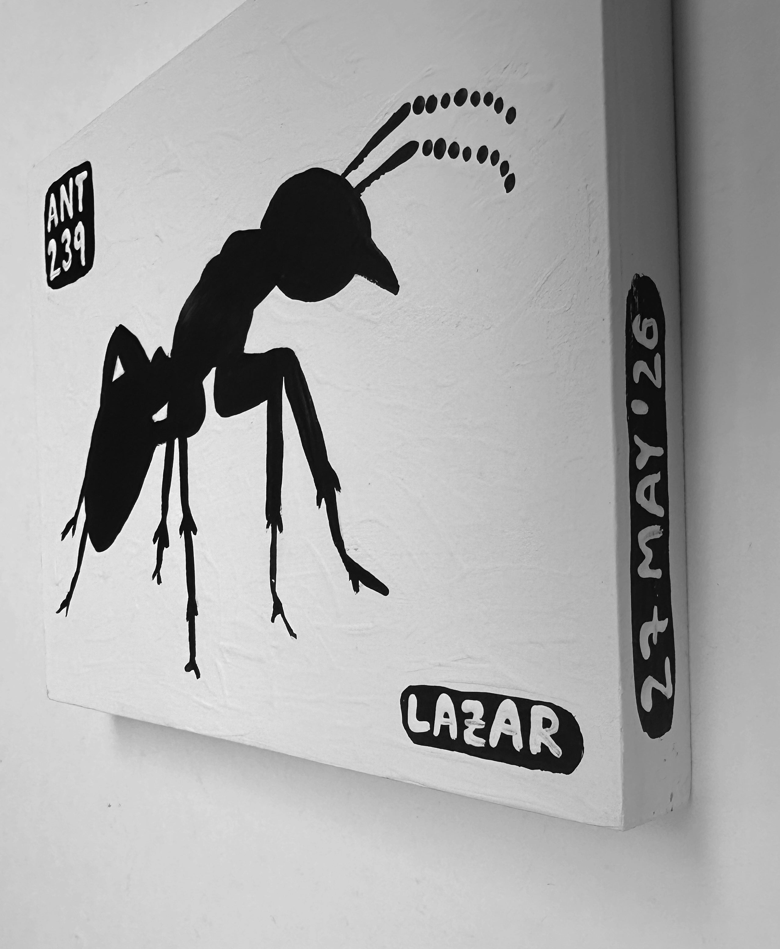 Ant #239