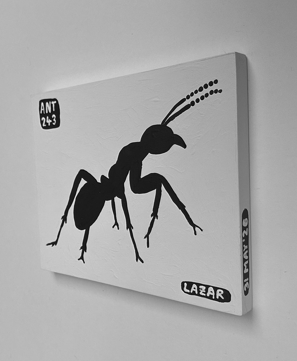 Ant #243