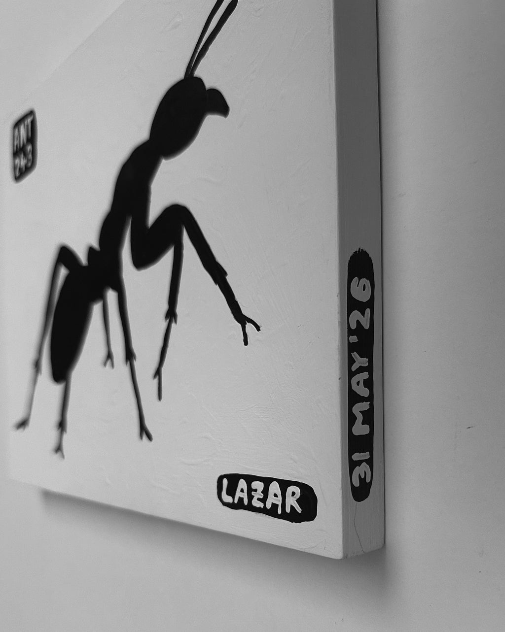 Ant #243