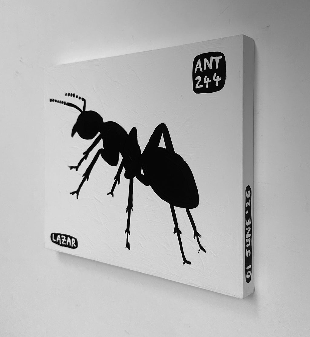 Ant #244