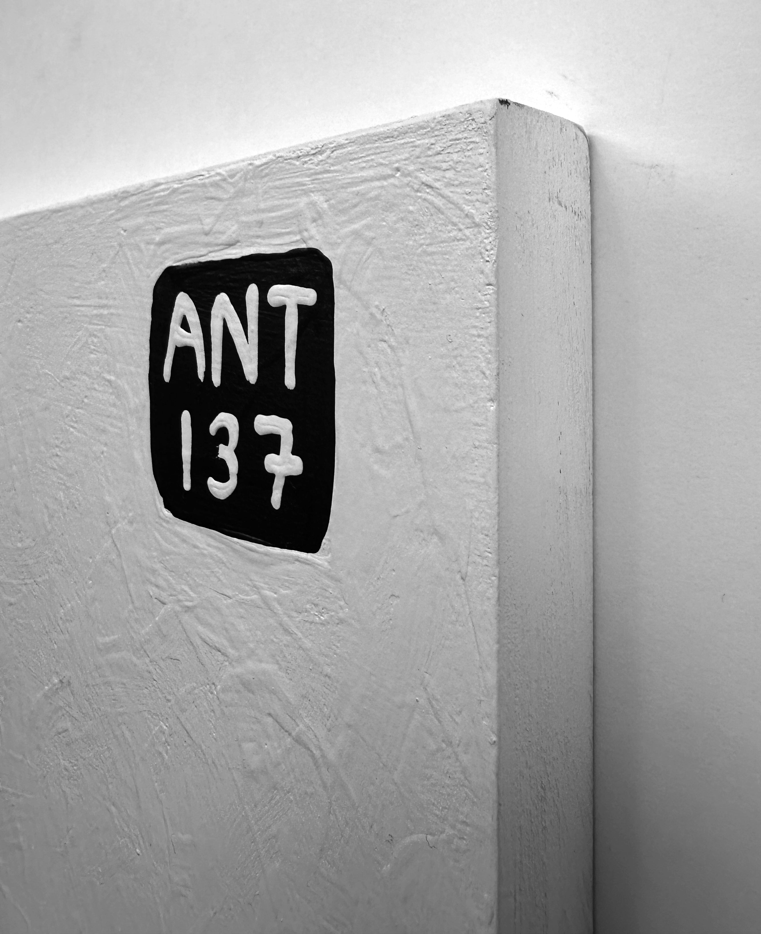 Ant #137