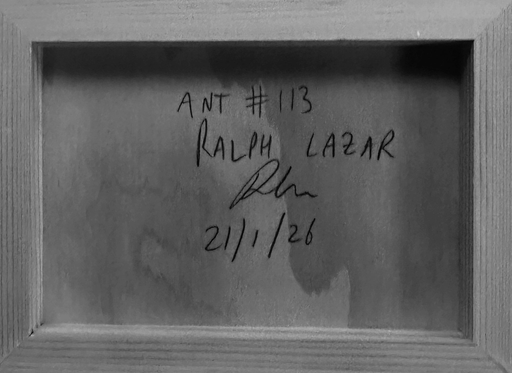 Ant #113