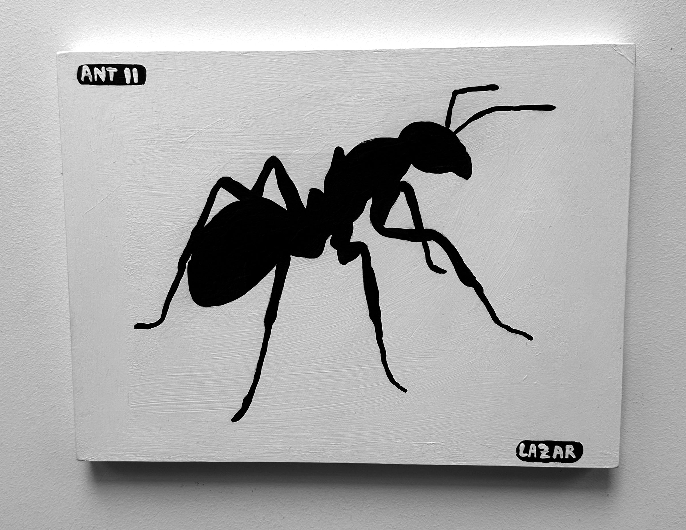 Ant #11