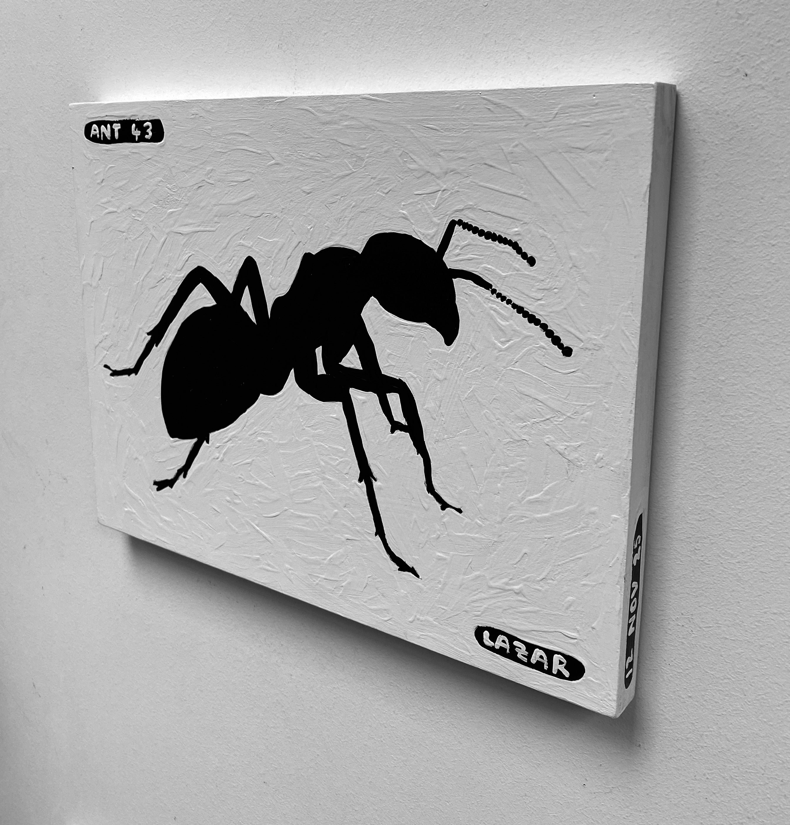 Ant #44
