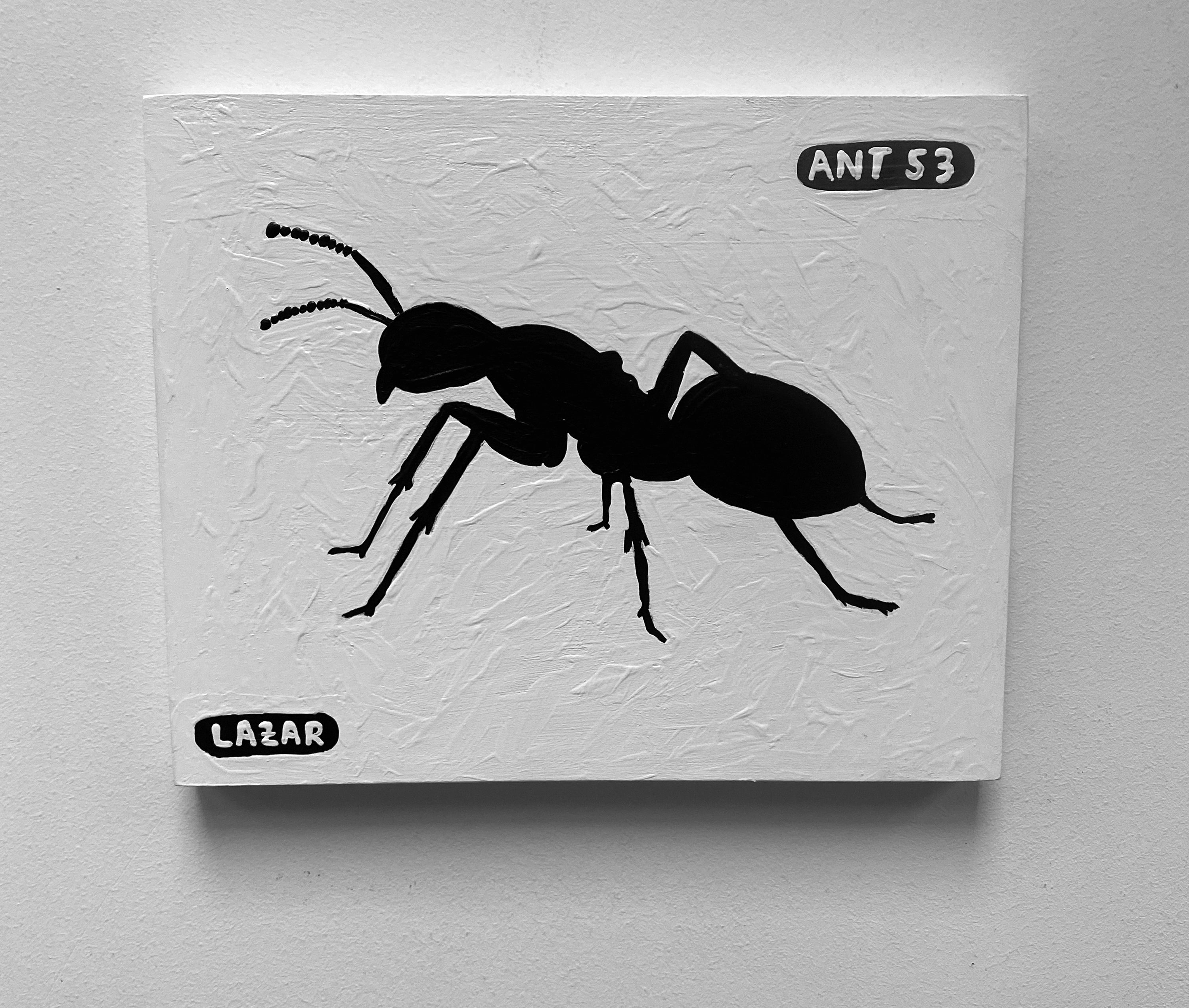 Ant #53