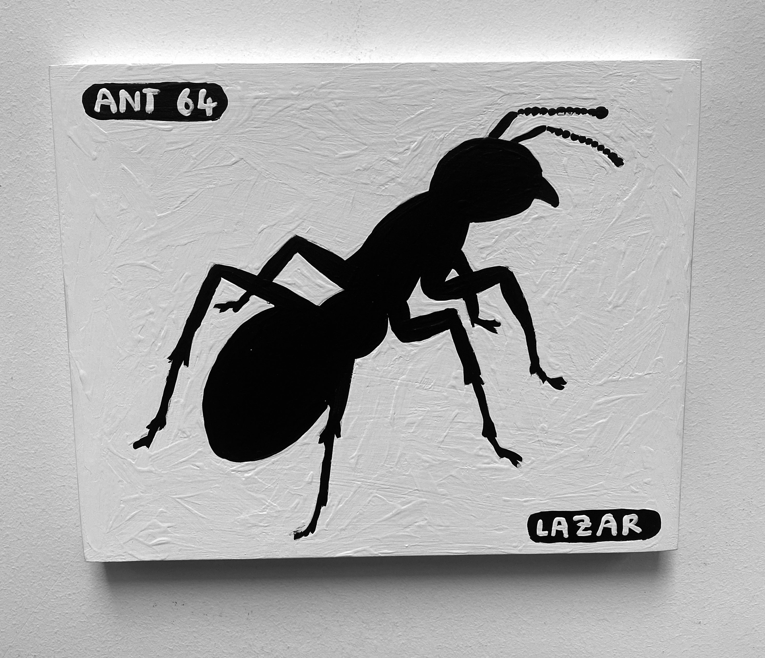 Ant #64