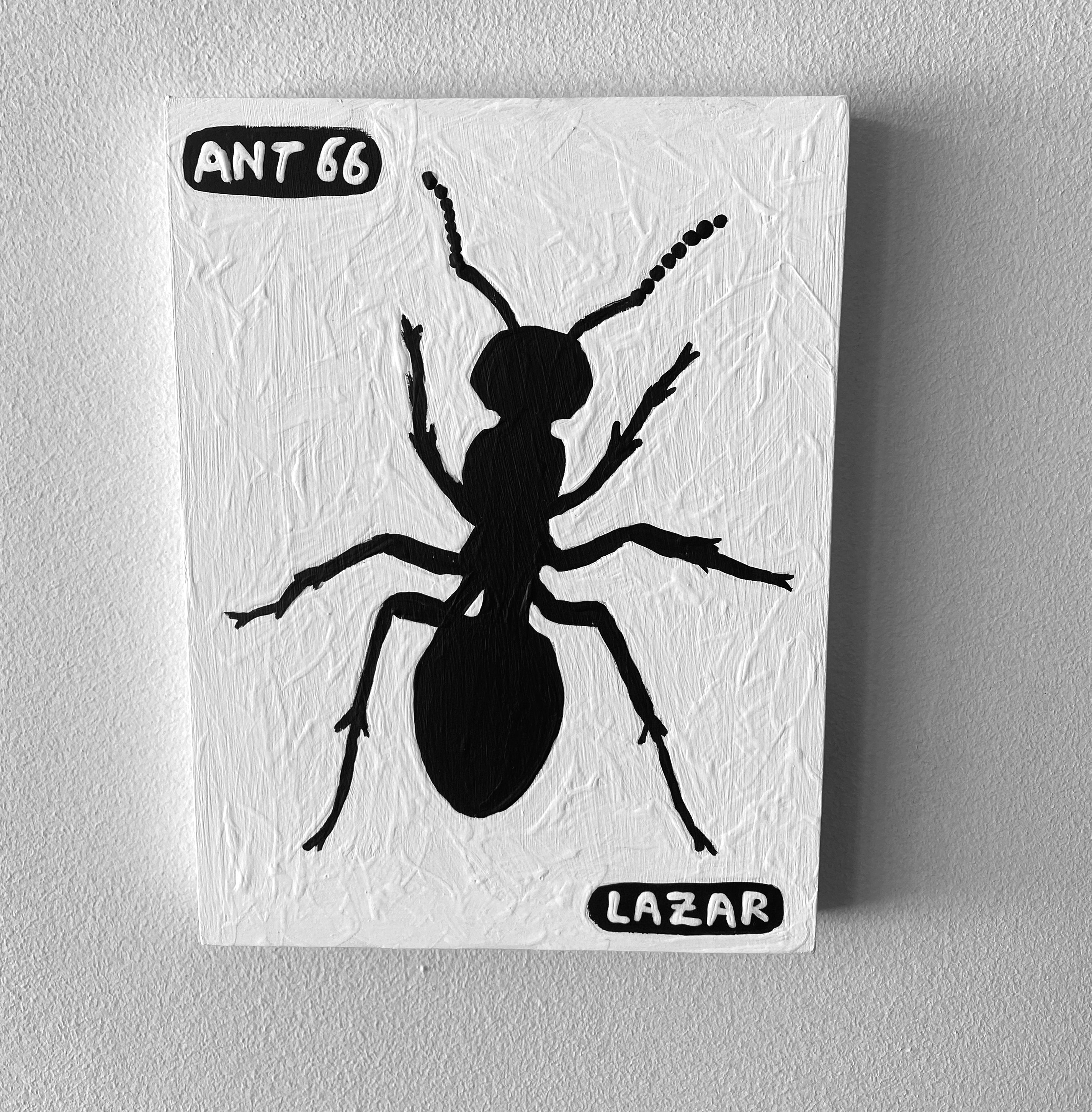 Ant #66