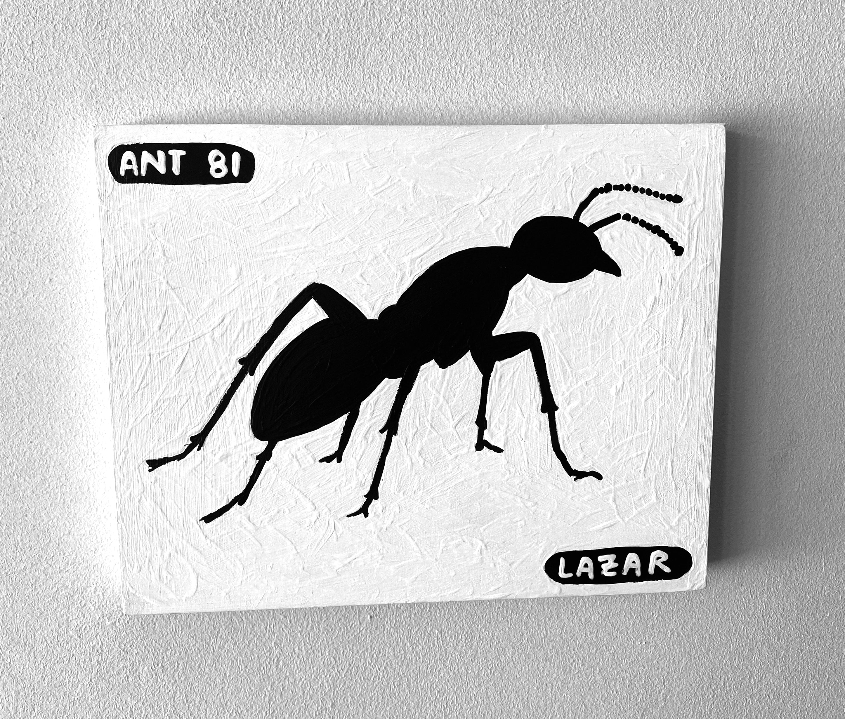Ant #81