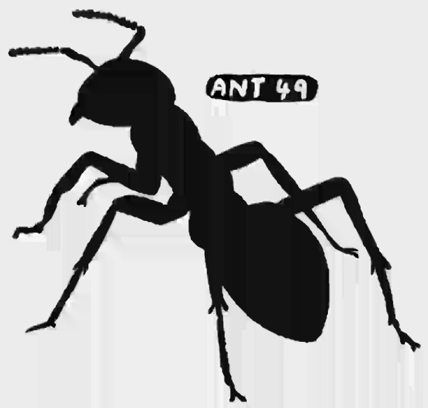 Ant #49